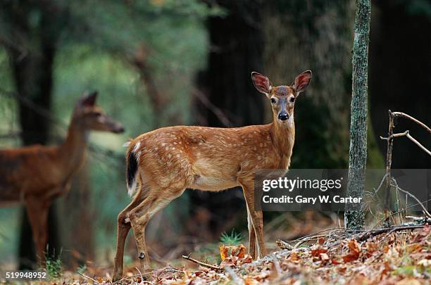 white-tailed fawn pausing in forest - white tailed deer stock-fotos und bilder