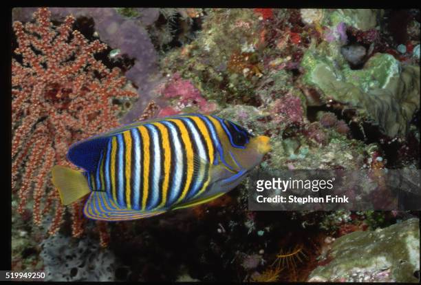 regal angelfish swimming - royal angelfish stock pictures, royalty-free photos & images