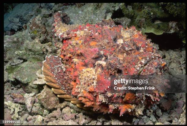 Stone Fish Rarotonga 377 Stonefish Stock Photos, High-Res Pictures, and Images - Getty Images