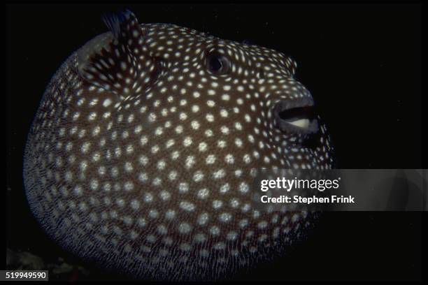 guineafowl puffer fish - puffer fish stock pictures, royalty-free photos & images