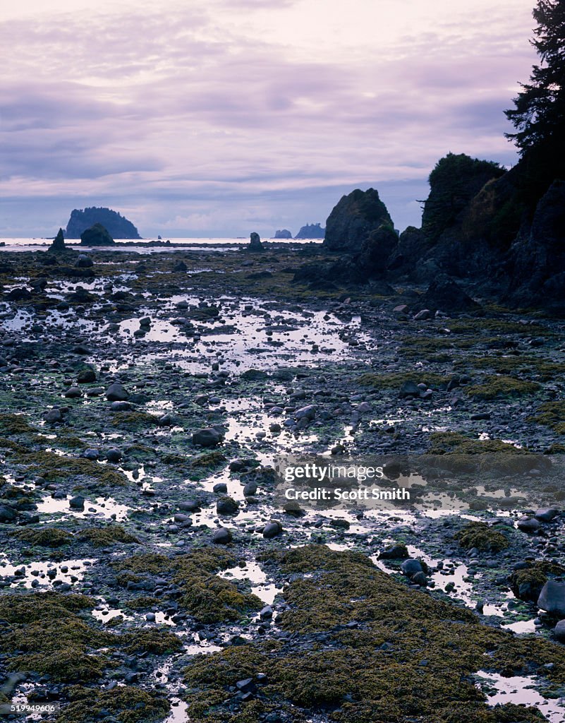 Tide Pools Near Cape Alava