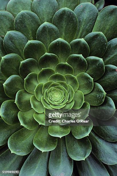 center of cactus - succulents stock pictures, royalty-free photos & images