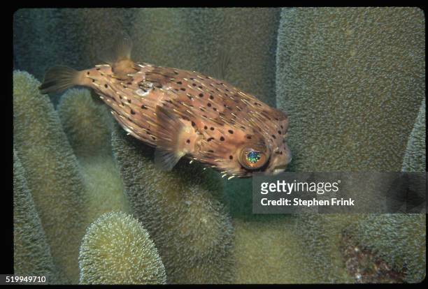 balloonfish swimming in corals - balloonfish bildbanksfoton och bilder