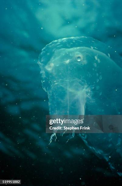 comb jelly - comb jelly stock pictures, royalty-free photos & images