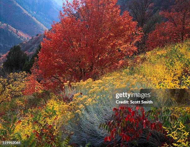 bigtooth maple in autumn - rabbit brush stock-fotos und bilder