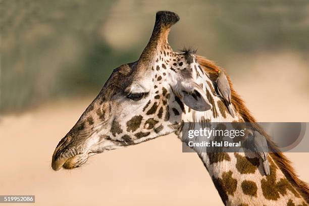 red-billed oxpeckers on neck of giraffe - oxpecker stock pictures, royalty-free photos & images
