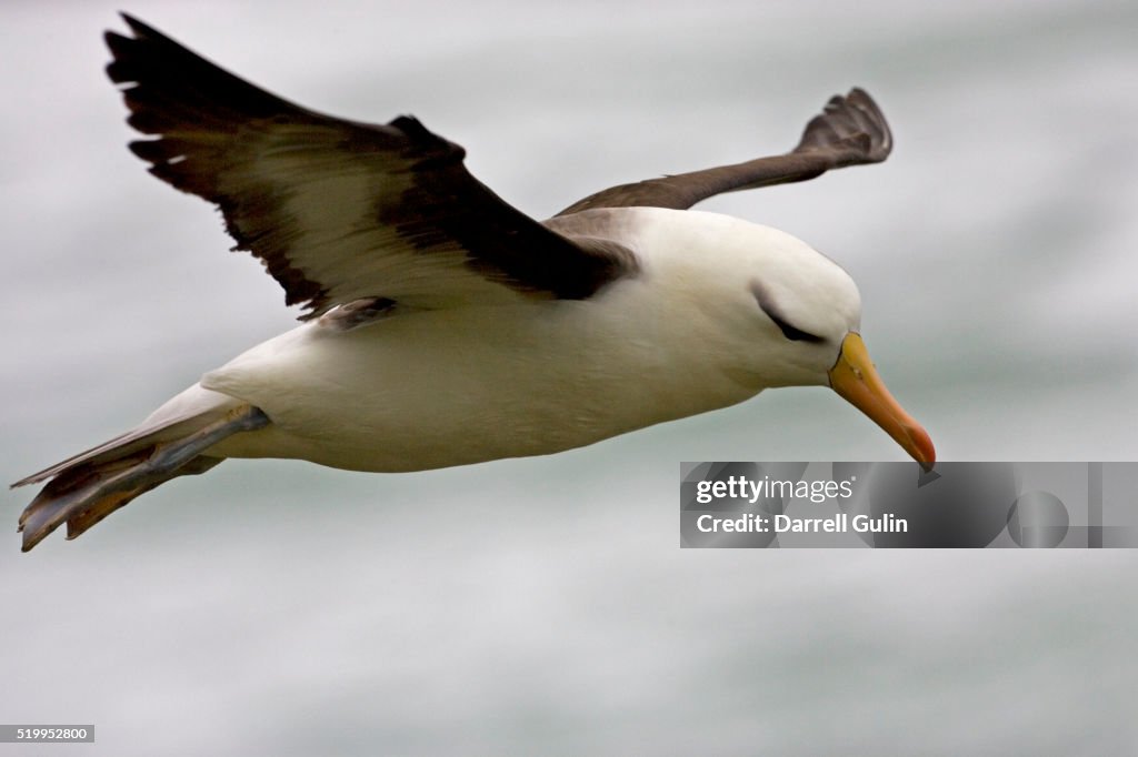 Black-browded albatross in flight in the Falkland Islands