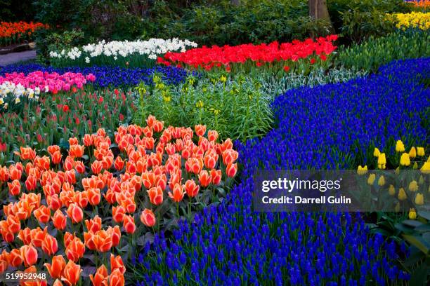 tulips and grape hyacinth in keukenhof gardens - keukenhof gardens stockfoto's en -beelden