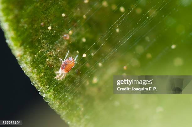 red spider mite - red spider mite stockfoto's en -beelden