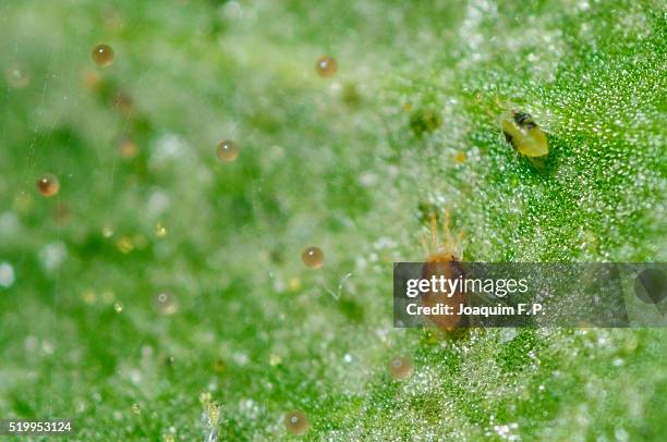 red spider mite - red spider mite stockfoto's en -beelden