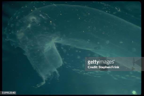 comb jelly - comb jelly stock pictures, royalty-free photos & images