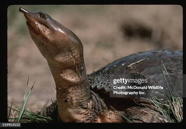 Flax Soft Shell Turtle Softshell Turtle Photos and Premium High Res Pictures - Getty Images