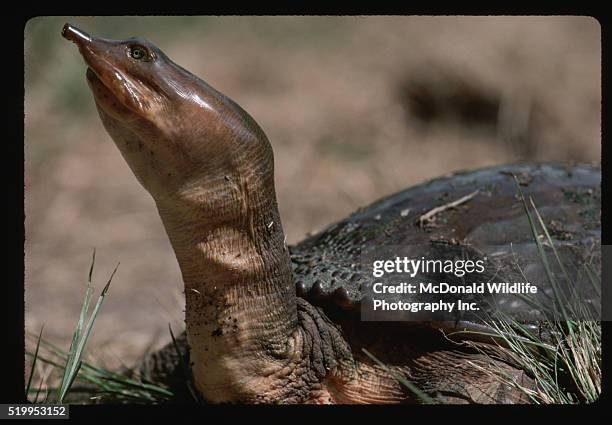 florida softshell turtle - florida softshell turtle stock pictures, royalty-free photos & images