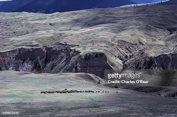 cattle crossing cariboo mountains - cariboo stockfoto's en -beelden