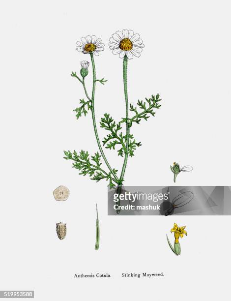 camomile plant 19th century illustration - chamomile plant stock illustrations