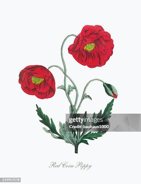 illustrations, cliparts, dessins animés et icônes de illustration de style victorien botanique rouge pavot sauvage - coquelicot