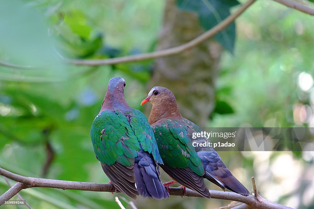 Dove couple,Bird,Green winged pigeon.