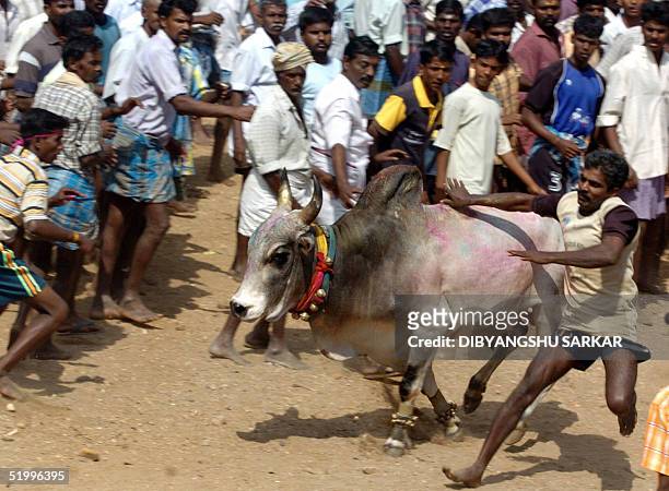 An Indian participant runs and tries to catch a bull during a bull taming festival in the village of Palamedu some 500 km southwest of Madras 15...
