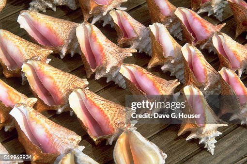 Concer Shells Display Of Conch Shells High-Res Stock Photo - Getty Images