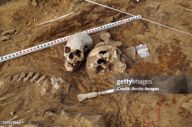 viking era human skeletal remains at archaeological site - viking skull imagens e fotografias de stock