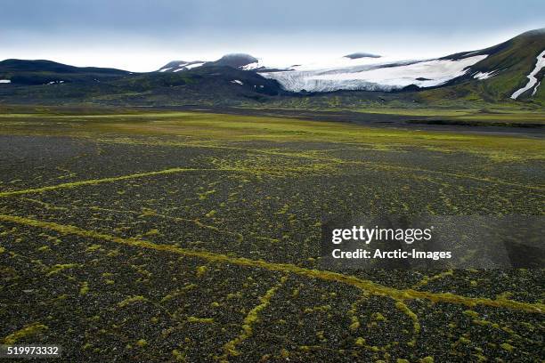 fresh moss growing on tundra - toendra stockfoto's en -beelden