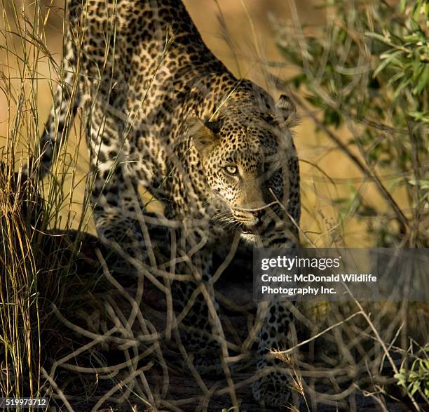 Leopard Predating 6,021 Leopard Prey Stock Photos, High-Res Pictures, and Images - Getty ...