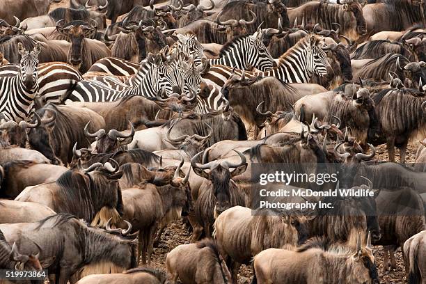 herds of blue wildebeest and zebra in river crossing - wildebeest and zebra stock pictures, royalty-free photos & images