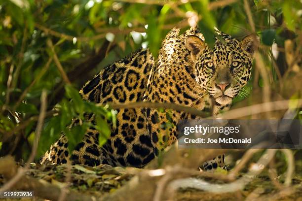 jaguar - jaguar fotografías e imágenes de stock