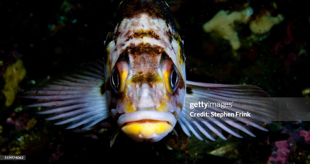 Copper Rockfish