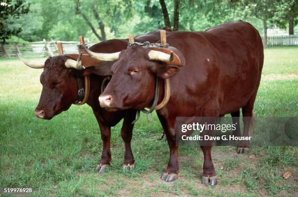 yoke of oxen - an ox stockfoto's en -beelden