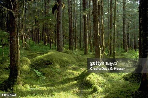 alaskan rainforest - admiralty island national monument stock pictures, royalty-free photos & images