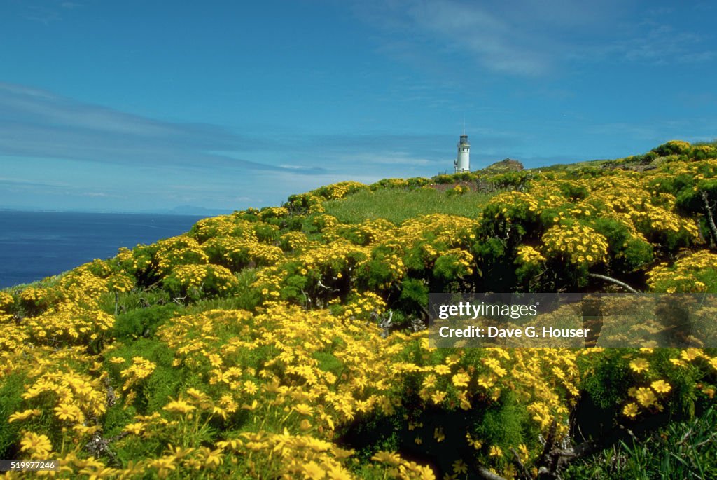 Lighthouse Overlooks Ocean From East Anacapa Island