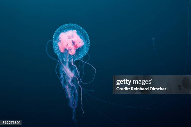 luminscent jellyfish, solomon islands - bioluminescência imagens e fotografias de stock