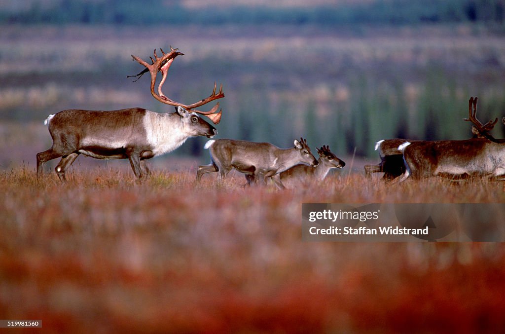Caribou Migrating on Alaskan Tundra