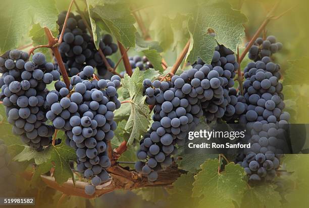 vine of cabernet sauvignon grapes in napa valley - cabernet sauvignon traube stock-fotos und bilder