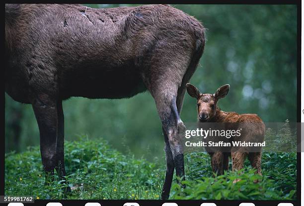 adult and baby european moose - moose swedish stock pictures, royalty-free photos & images