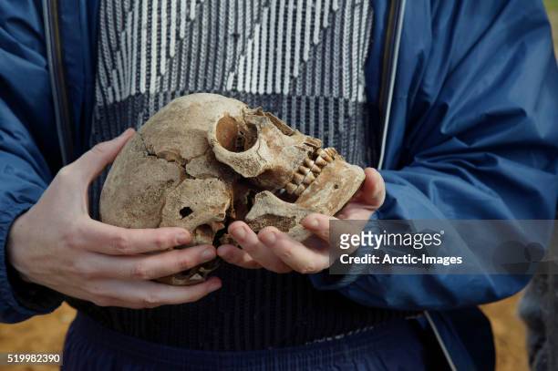 archaeologist holding viking era skull - cráneo humano fotografías e imágenes de stock