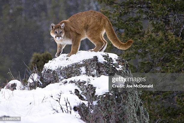 mountain lion on snowy rock - puma stock-fotos und bilder
