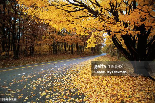 autumn leaves on a rural road - shenandoah national park stock pictures, royalty-free photos & images