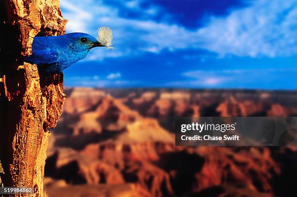 mountain bluebird in tree nest - berghüttensänger stock-fotos und bilder