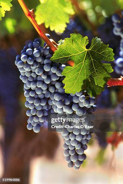 cabernet sauvignon grapes - cabernet sauvignon grape stock-fotos und bilder