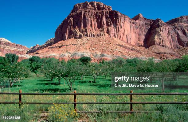 fruit tree orchard at capitol reef - capitol reef national park fotografías e imágenes de stock