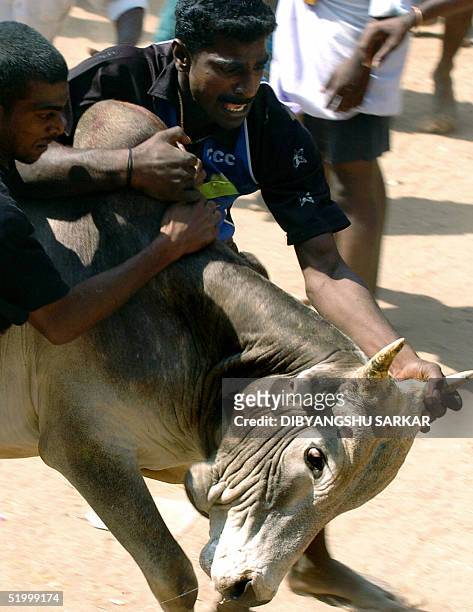 Bull runs through a crowd with a two Indian bull-fighters hanging from it's back during a bull taming festival popularly known as 'Jallikattu' in the...