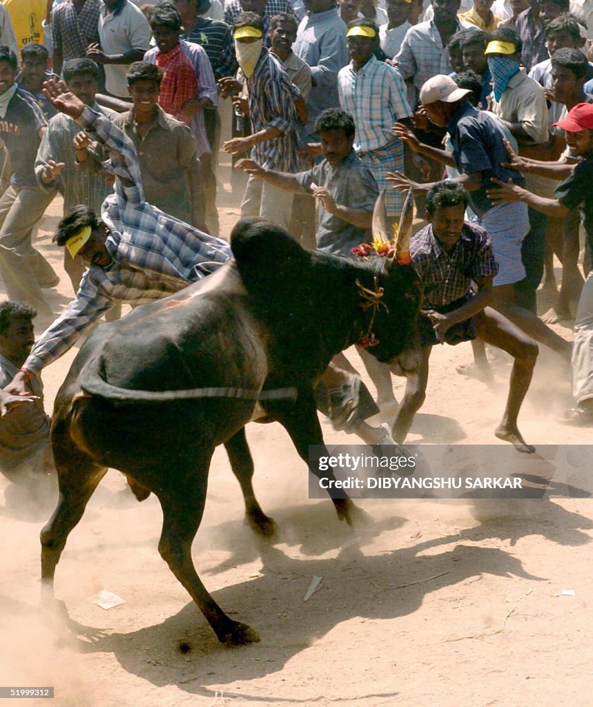 A bull runs towards a crowd of Indian bu