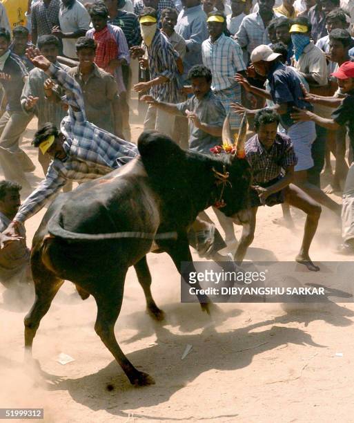 Bull runs towards a crowd of Indian bull-fighters during a bull taming festival popularly known as 'Jallikattu' in the village of Alanganallur some...