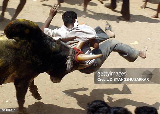 Bull runs through a crowd with a young Indian bull-fighter hanging from it's horns during a bull taming festival popularly known as 'Jallikattu' in...