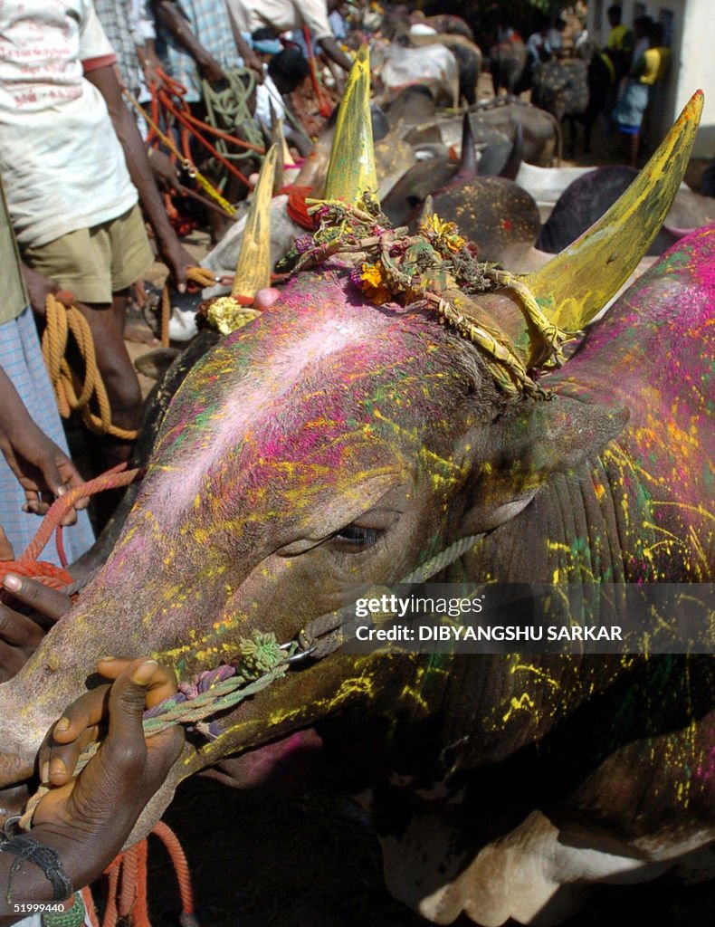 Indian bulls await their turn to take pa