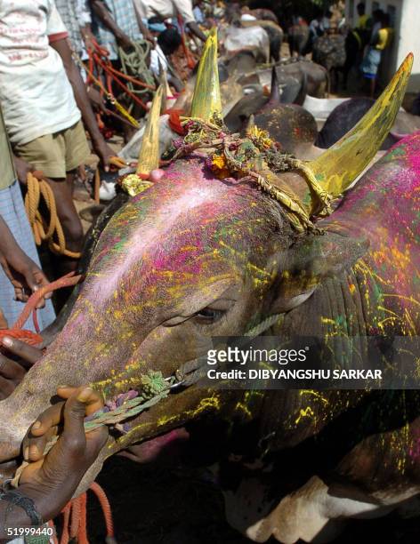 Indian bulls await their turn to take part in a bull taming festival popularly known as 'Jallikattu' in the village of Alanganallur, some 500 kms...