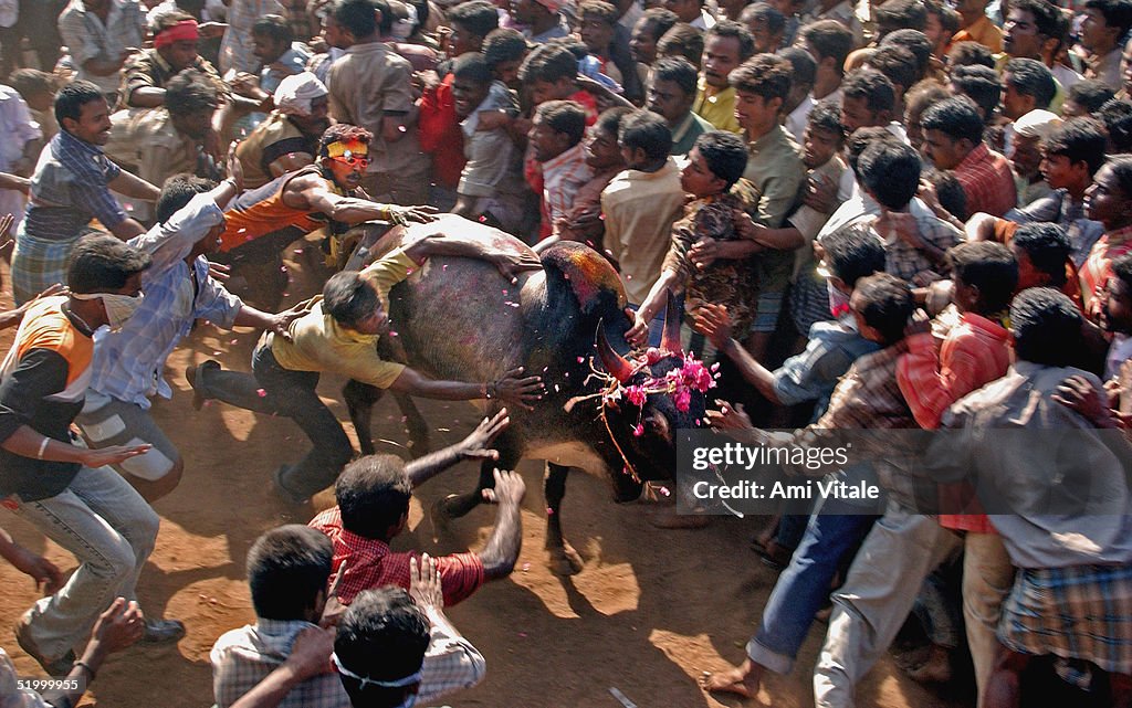 Men Risk Their Lives During Jallikattu