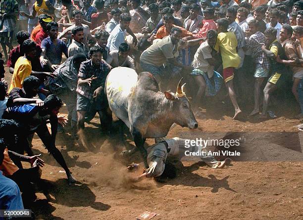 Indian men try to tame a bull during 'Jallikattu', in connection with the harvest festival called Pongal, January 16 near Madarai, in the Indian...